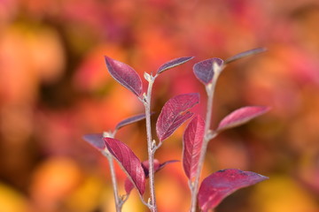 Bright red leaves on the autumn shoots of a bush framed by yellow foliage