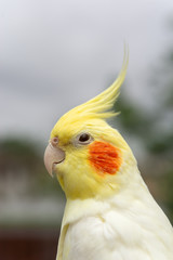 オカメインコ　ルチノー種