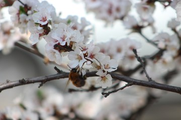 blooming cherry tree
