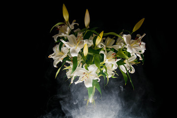 Lily branch in the rays of light on a black background. delicate, white flower. contours of a flower in atmospheric dark photography. flowers for the holiday, advertising, gift.