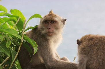 Macaque portrait at Uluwatu temple in Bali