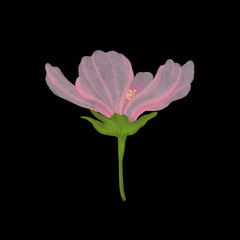 Hand drawn wildflower, poppy, ranunculus. Graceful vintage watercolor painting. Perfect for fabric, textile, packaging, card, background design.