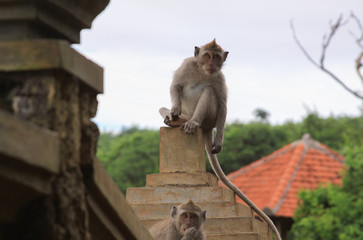 Macaques staring in the distance at Uluwatu temple