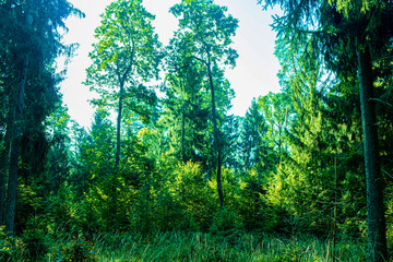 sun shining through the trees