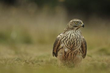 Juvenile northern goshawk Accipiter gentilis