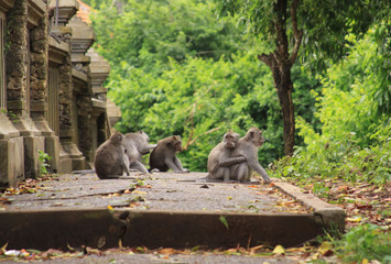Group of macaque monkeys grooming on Uluwatu path