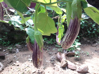 vegetables in the garden