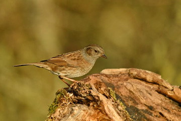 The dunnock perched on the tree