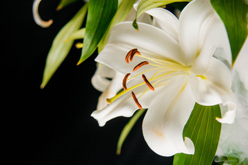 Fototapeta premium Lily branch close-up in the rays of light on a black background. delicate, white flower. contours of a flower in atmospheric dark photography. flowers for the holiday, advertising, gift, macro photo.