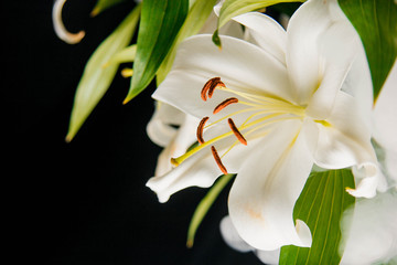 Fototapeta premium Lily branch close-up in the rays of light on a black background. delicate, white flower. contours of a flower in atmospheric dark photography. flowers for the holiday, advertising, gift, macro photo.