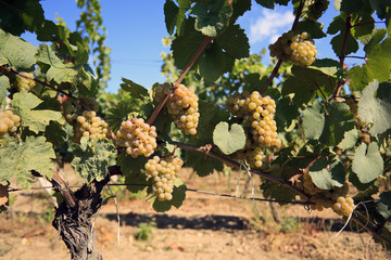Rows of white grapes before harvest.