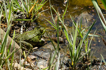 Frog Rana ridibunda (pelophylax ridibundus) sits on stones on the shore of garden pond. Blurred background. Selective focus. Spring landscaped garden. Natural habitat. Nature concept for design.