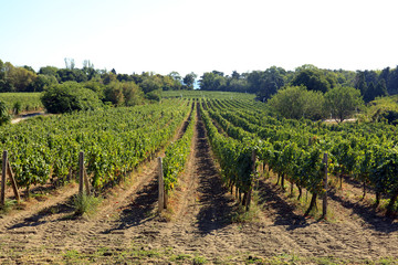 Fototapeta na wymiar Rows of white grapes before harvest.
