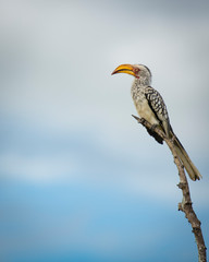 Yellow Billed Hornbill