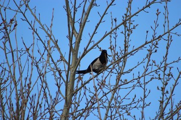 crow on a tree