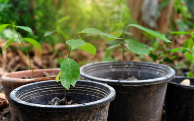 humen Planting seeds in pots at garden