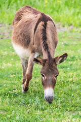 Naklejka na ściany i meble Donkey on overcast day. Wild donkey in countryside field, feeding, grazing, animals roaming-free. The donkey eats grass