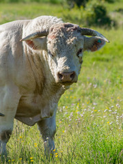 Bull released in the field