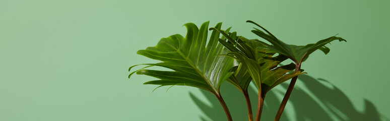 panoramic shot of fresh tropical green leaves on green background with shadow