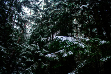 snow in the woods