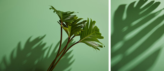 collage of fresh tropical green leaves on green background with shadow