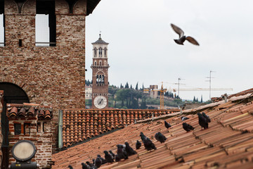 Widok nad dachem Zamku w Weronie. Mewa latająca nad Zamkiem Castelvecchio