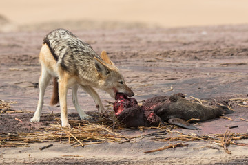 Hungry Black backed jackal eating killed seal cub and guarding catch standing on ocean coast. Namibia