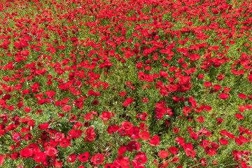 Blooming poppy fields in the spring in the mountains