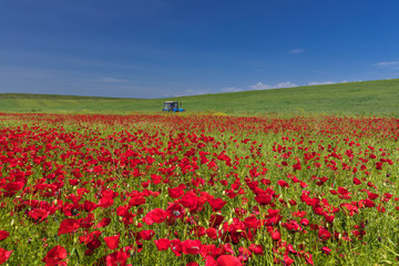 Tractor in blooming poppy fields in the mountains