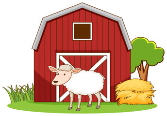 Fototapeta premium Scene with sheep standing by the barn