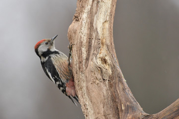 The middle spotted woodpecker portrait