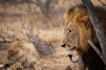 Male lion with Lioness in background