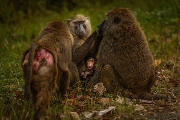 Chacma baboon (Papio ursinus) family with a young cute baboon baby, Kibale forest national park, Uganda.