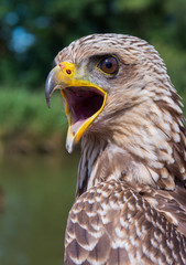 Close up of a Yellow-billed Kite (Milvus Aegyptius)
