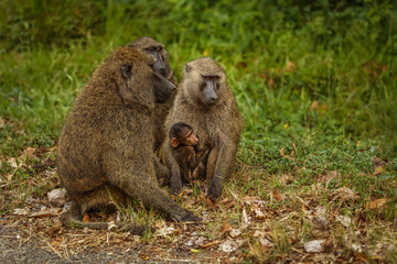 Chacma baboon (Papio ursinus) mother hugs young cute baboon baby, Kibale forest national park, Uganda.