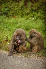 Naklejka na ściany i meble Chacma baboon (Papio ursinus) family with a young cute baboon baby, Kibale forest national park, Uganda.