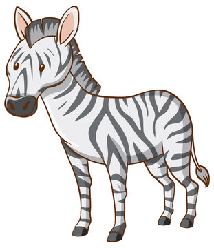 One zebra on white background