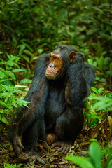 Common Chimpanzee ( Pan troglodytes schweinfurtii) portrait, Kibale Forest National Park, Rwenzori Mountains, Uganda.