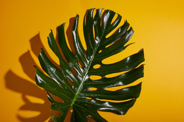 top view of tropical green leaf on yellow background with shadow