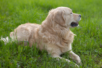 Dog, Golden Retriever lying on the green grass on the street.