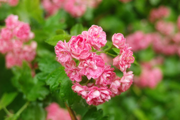 Flowers of the double pink hawthorn or Crataegus oxyacantha rosea Plena, close-up. Garden after rain