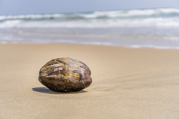 A single isolated lonely coconut laying on the sand of the Marina beach in Chennai, India. 