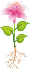 Pink lily flower with green leaves and roots on white background