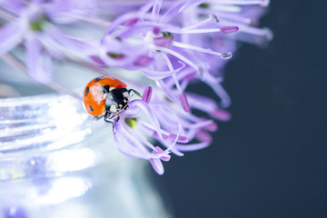 Macro photo of a red beautiful ladybug sitting on a violet wild onion flower © Oksana Bessonova