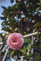 pink rose in on the wall