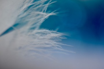 Abstract blue and white feather and sky background texture 