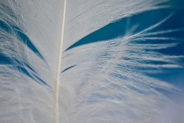 dreamy white feather with beautiful blue background 