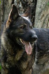German Shepherd is a German dog breed, one of the most widely used in the world and also the most widely used service breed