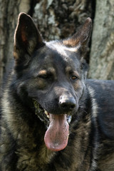 German Shepherd is a German dog breed, one of the most widely used in the world and also the most widely used service breed