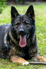 German Shepherd is a German dog breed, one of the most widely used in the world and also the most widely used service breed